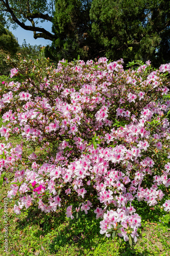 Close up shot of the beautiful Azalea blossom © Kit Leong