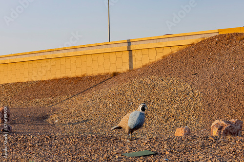Photography Quail decoration statue on the roadside