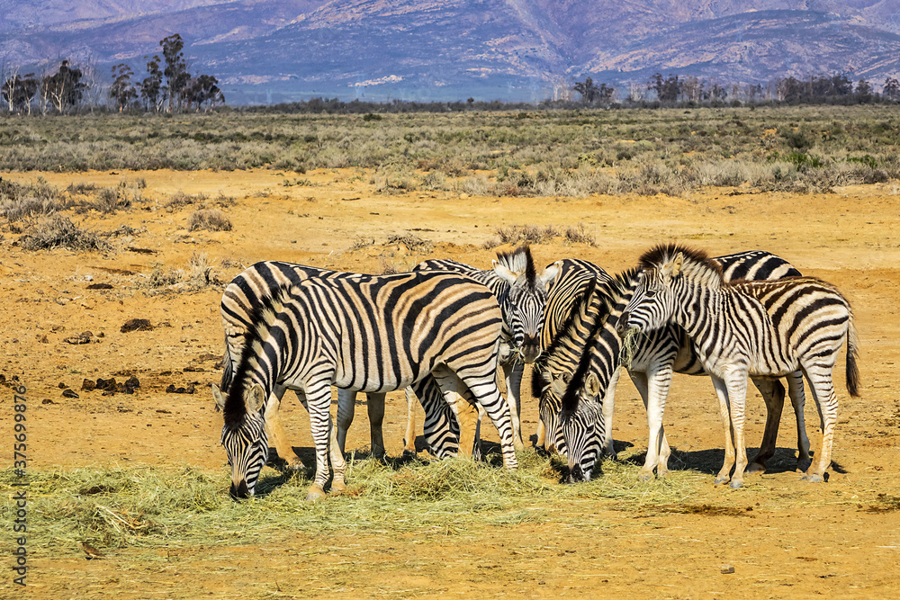 Obraz premium A herd of Zebras (Equus zebra zebra) in a meadow. South Africa. 