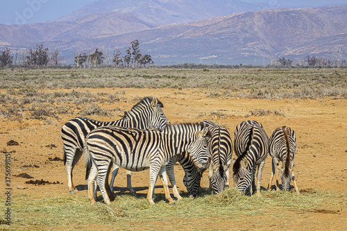 A herd of Zebras  Equus zebra zebra  in a meadow. South Africa. 