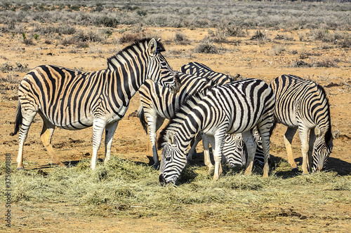 A herd of Zebras  Equus zebra zebra  in a meadow. South Africa. 