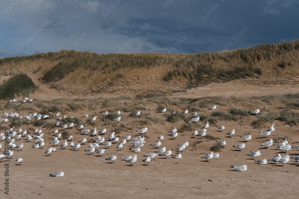 Seagulls at the North-sea coastline 2
