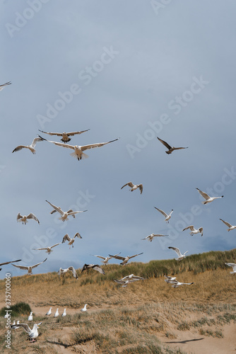 Flying seagulls at the North-sea coastline 3