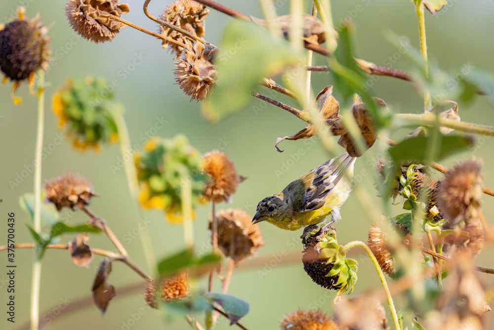 Close up shot of a cute Lesser goldfinch eating on a sunflower Close up shot of a cute Lesser goldfinch eating on a sunflower