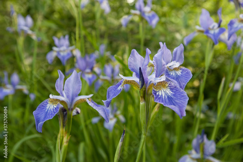 Blue Iris flowers grow in the garden bed