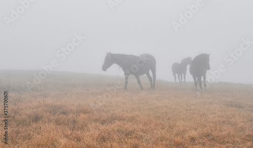 Horses in the fog