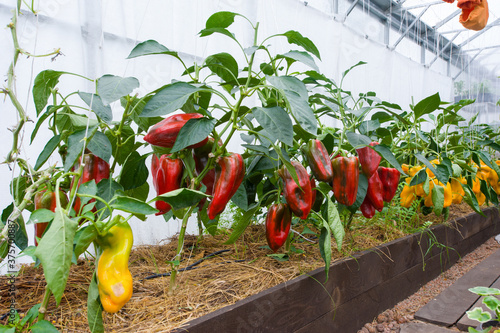 Yellow peppers grow in a neat garden bed in a greenhouse