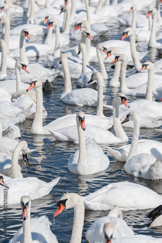 A huge flock of mute swans gather on lake. Cygnus olor. photo