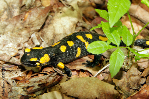 Feuersalamander, Lurch, Salamandra salamandra, Kleinschmalkalden, Thueringen, Deutschland, Europa