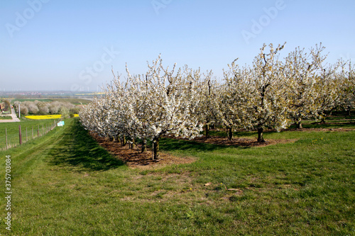 Obstblüte im Obstanbaugebiet von Gierstedt. Thüringen, Deutschland, Europa photo