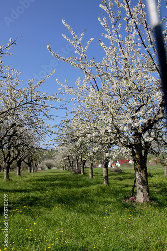Obstblüte im Obstanbaugebiet von Gierstedt. Thüringen, Deutschland, Europa