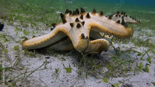  
Chocolate Chip Sea Star (Protoreaster nodosus) In Motion - Philippines photo