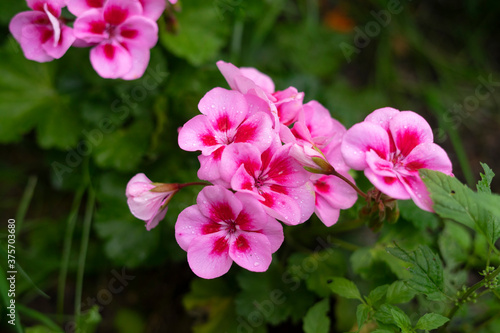 
pink flowers in the garden