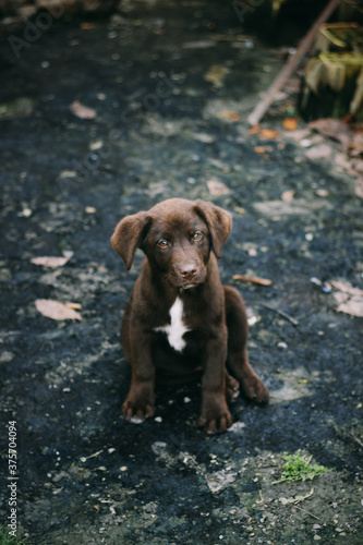 Cute homeless dog look into the camera