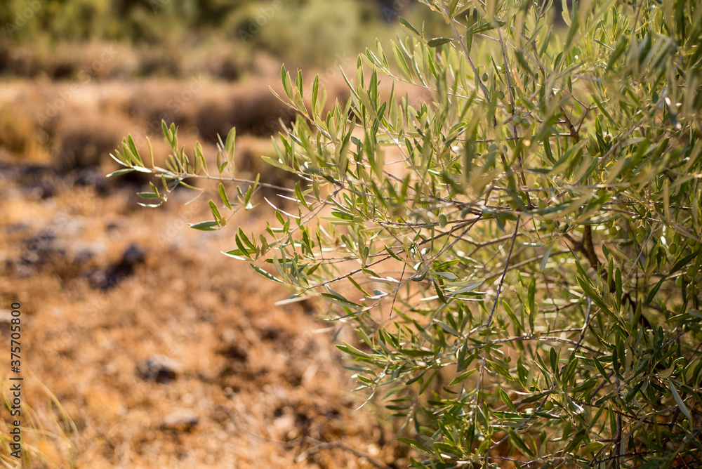 Arbol olivo con hojas verdes y aceitunas en la naturaleza con la luz del sol