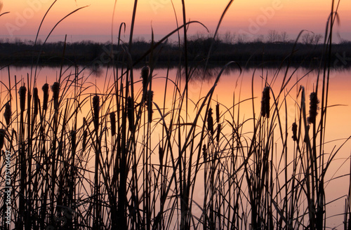 cattails (typha latifolia) at sunrise sunset around a wetland marsh in Indiana photo