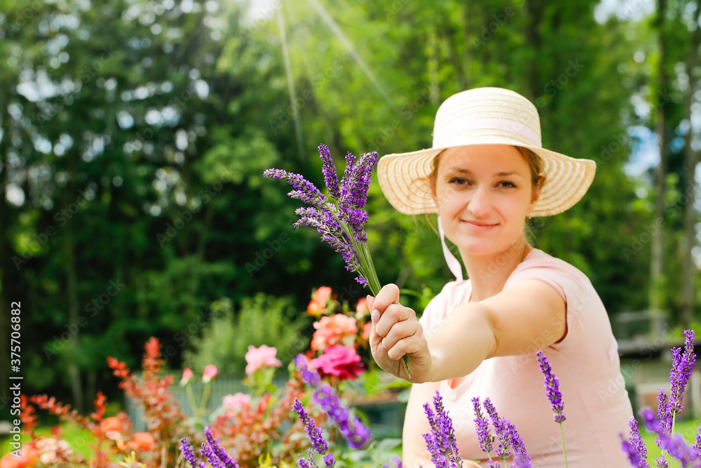 Fototapeta premium A young woman collects lavender (Lavandula angustifolia) , which smells beautiful and has a wonderful purple color. Summer time.