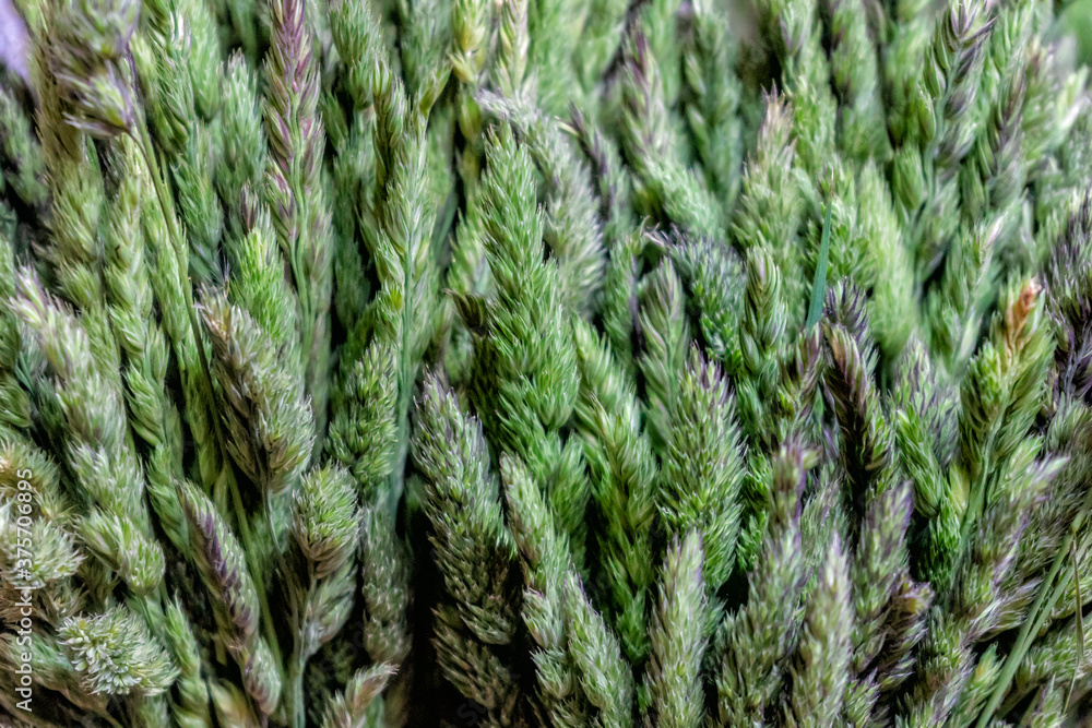 Natural green background from field herbs. Natural green background from field herbs.