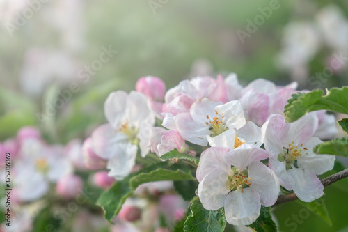 A branch of a blossoming apple tree against the blue sky. Spring background.
