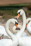 A huge flock of mute swans gather on lake. Cygnus olor.
