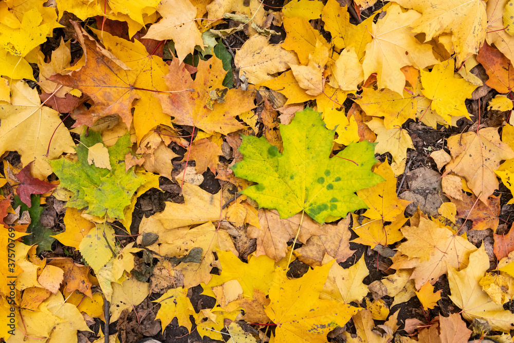 Colorful autumn background of maple leaves