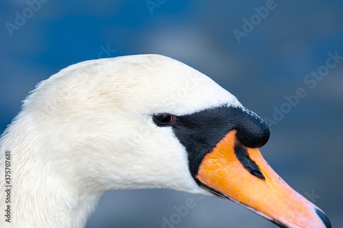 Fotografie A close-up at beautiful and long swan neck