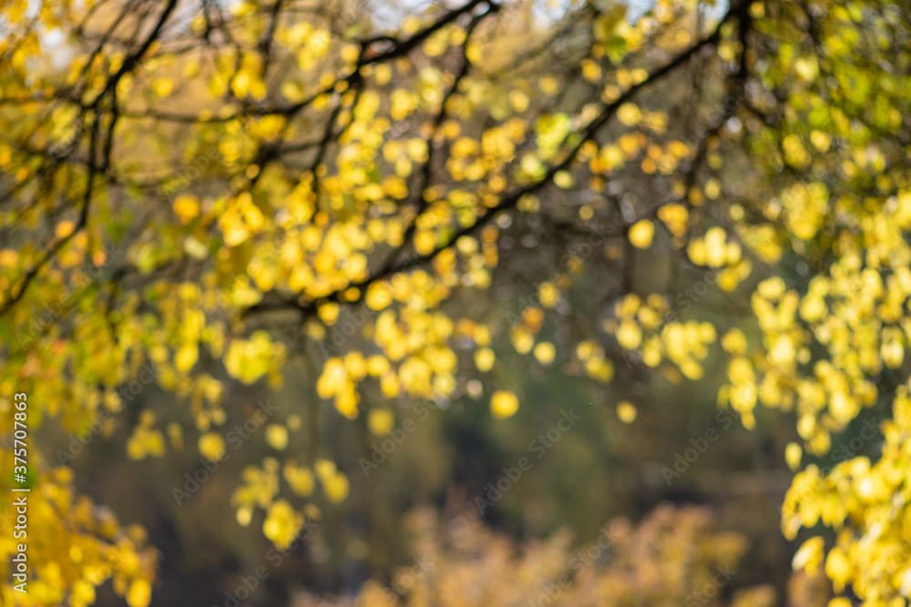 Autum bokeh: unfocused autumn leaves of a trees background Autum bokeh: unfocused autumn leaves of a trees background