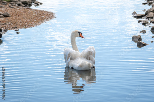 A single mute swans swimming on lake. Cygnus olor. photo