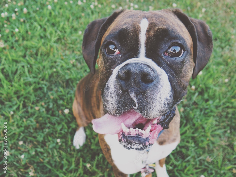 A young female boxer dog with a long tongue, standing in a field of green grass A young female boxer dog with a long tongue, standing in a field of green grass