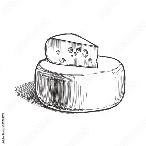 Vector vintage illustration of cheese isolated on white. Hand drawn illustration with natural dairy product.