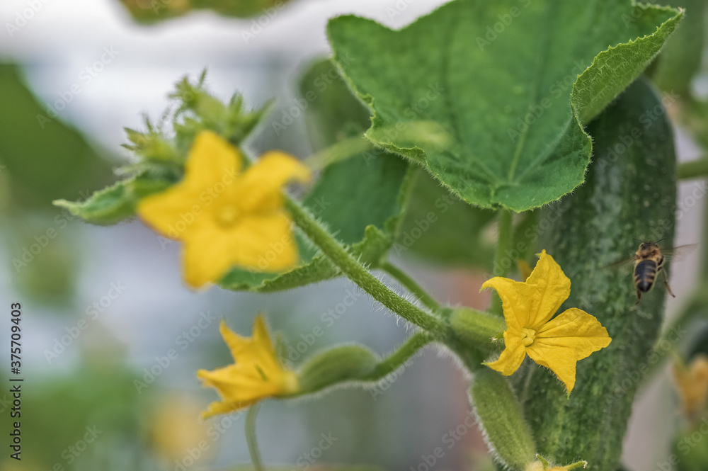 A bee collects nectar on a yellow blossoming cucumber flower A bee collects nectar on a yellow blossoming cucumber flower