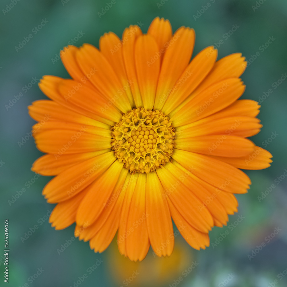marigold flower on a blurred background, top view.