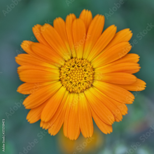 marigold flower on a blurred background, top view.