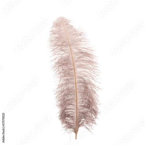 Fluffy ostrich feather on the white background