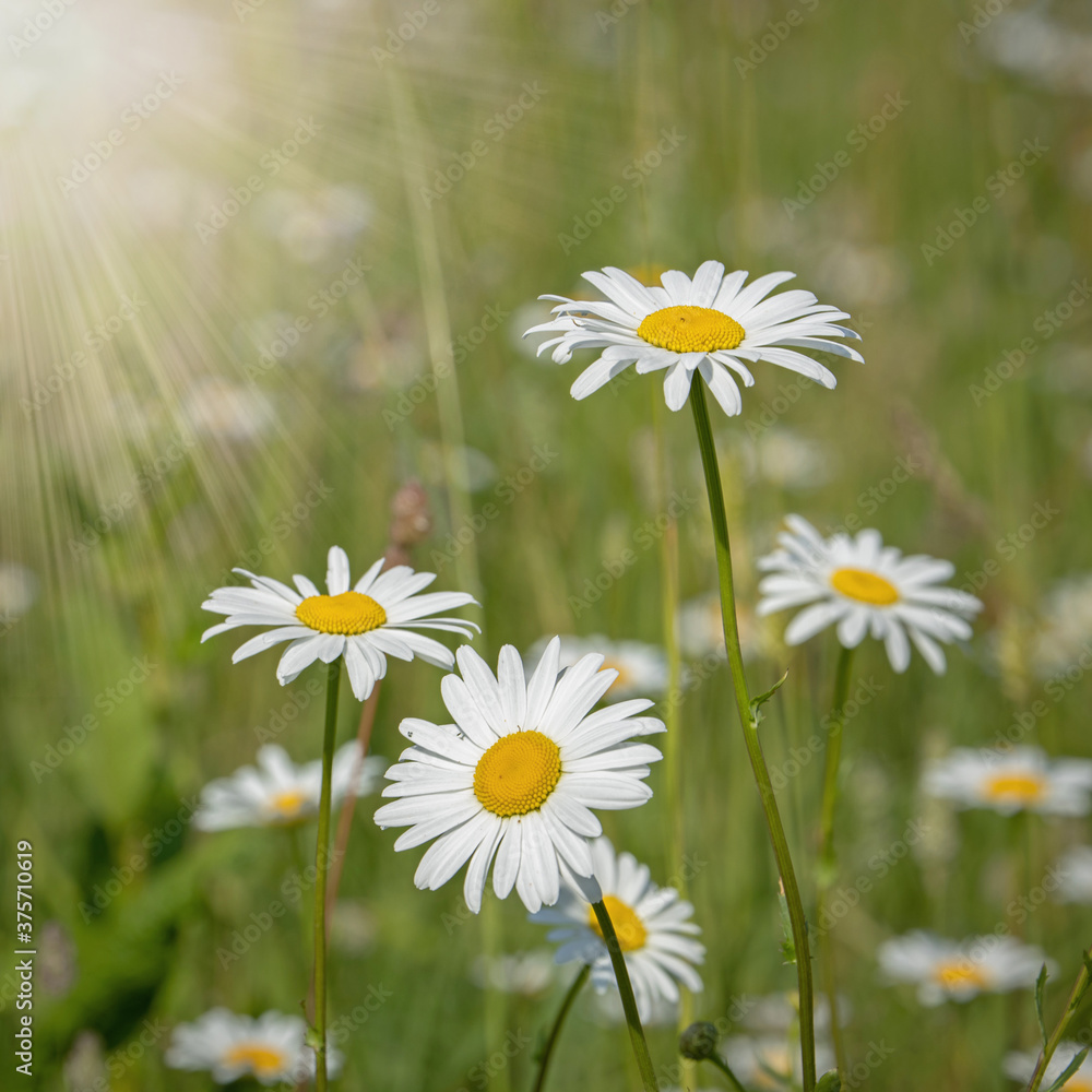 Fototapeta premium daisies, wildflowers in the field, summer lawn with daisies, chamomile in field, square crop