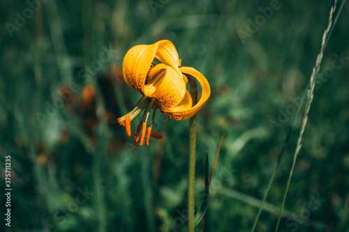 Lilium bosniacum (Bosanski ljiljan)