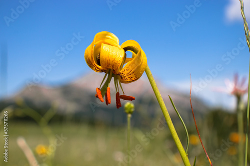 Lilium bosniacum (Bosanski ljiljan)
