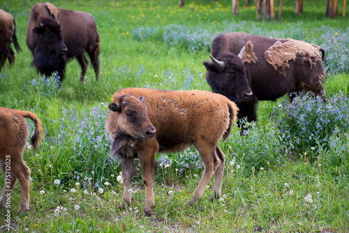 A herd of bison all looking the same direction