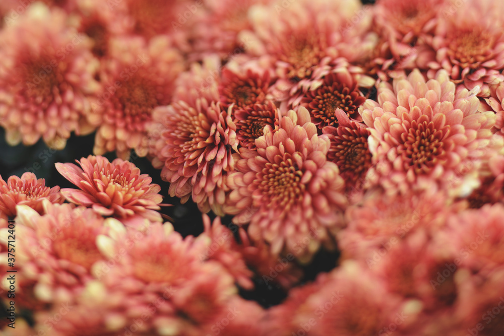 Fall mums Fall mums