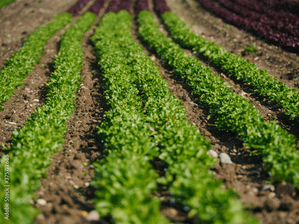 Rows of green and red lettuces. Rows of green and red lettuces.