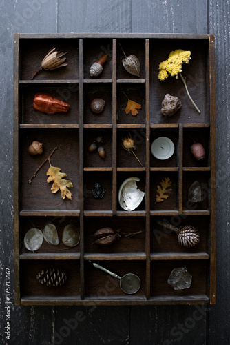 cabinet of curiosities, collection of natural objects displayed in vintage letter press drawer, leaves, shells, dried seed pods, rocks acorns, flat lay