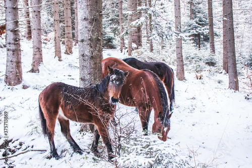 Horses playing in snow in a forest