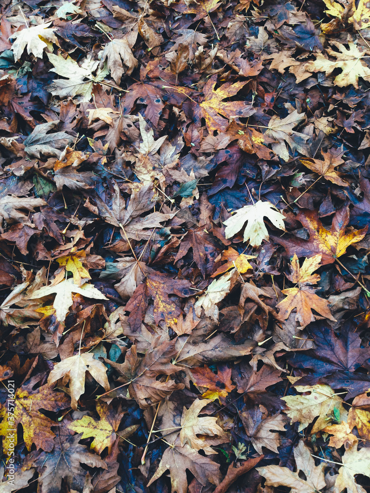 Pile of maple leaves in autumn Pile of maple leaves in autumn