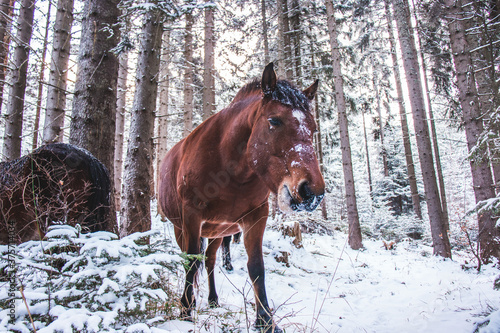 Horse in forest in winter