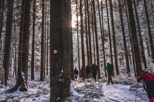 Group of Hikers walking in a forest during winter.