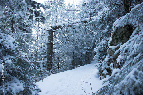 Snowy woods in winter