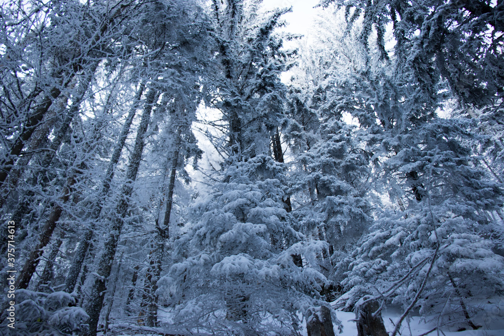 Snowy woods in winter Snowy woods in winter