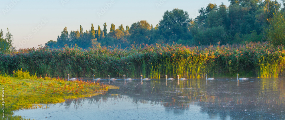 Fototapeta premium Swans swimming in a row along the edge of a misty lake at sunrise in an early summer morning, Almere, Flevoland, The Netherlands, September 2, 2020