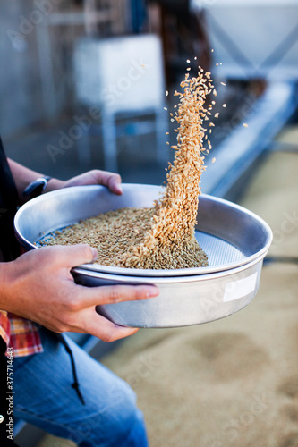 Sorting Rice at Rice Mill photo