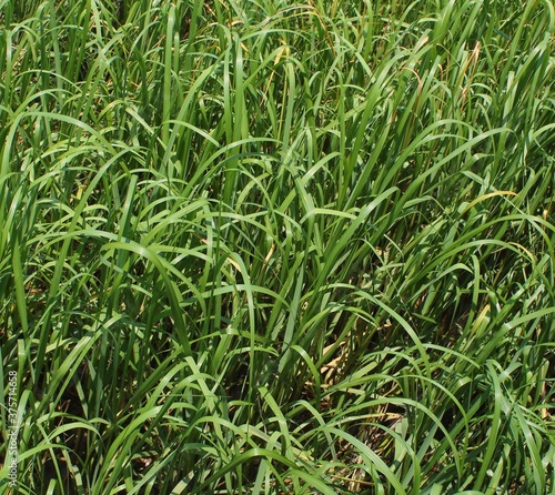 Close-up of a patch of sawgrass, along the riverwalk in downtown Wilmington, NC